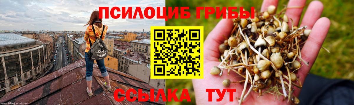 Псилоцибиновые грибы Psilocybe Полысаево